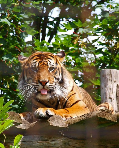 Sumatran Tiger Near The Monorail Station Chester Zoo Johnlh Flickr
