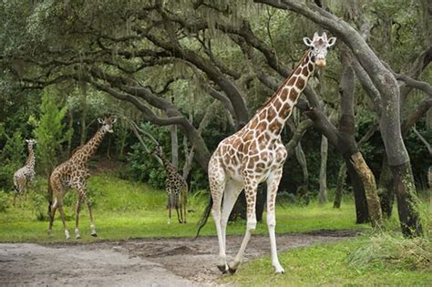 Wildlife Wednesdays Which Giraffe Is Which At Disneys Animal Kingdom