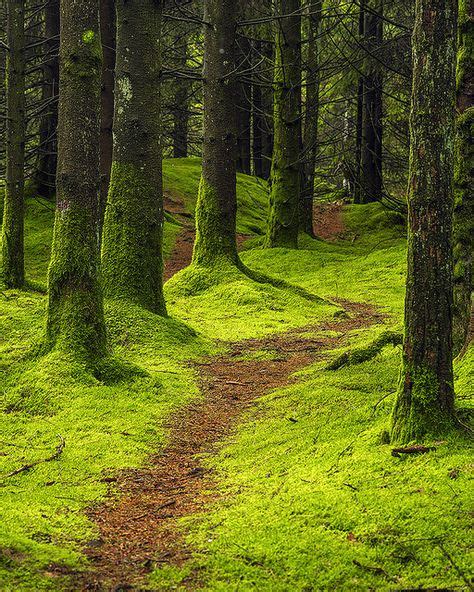 The Emerald Forrest Nature Mystical Forest Landscape
