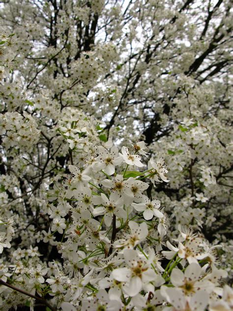 White Flowers Spring Pear Tree Trees Free Nature
