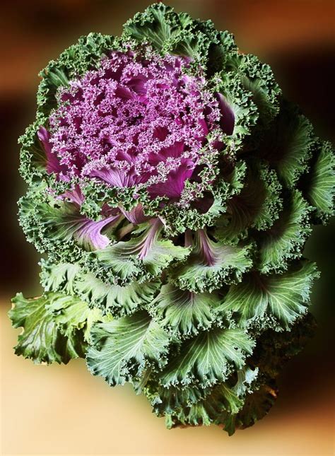 Free Images Food Produce Vegetables Cabbage Floristry Rapa