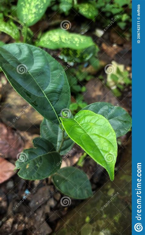 A Small Jackfruit Tree Growing In The Garden Stock Image Image Of