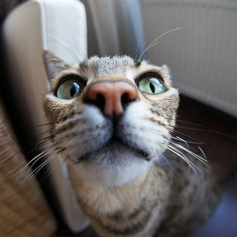 Curious Cats Bumping Into Cameras Curious Cat Cat Memes Pretty Cats