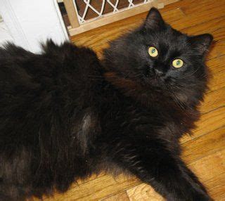 Webkinz signature rare ragdoll cat nwt & marble cat with out tag lot. Pretty black Ragdoll | Cat furry, Ragdoll cat, Ragdoll ...
