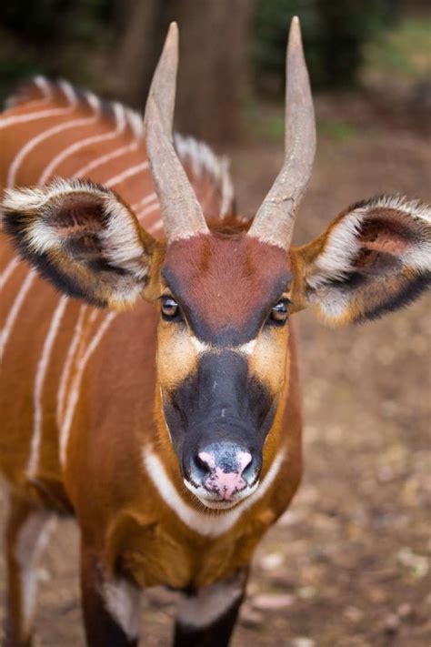 Kenya Opens Sanctuary For Endangered Antelope The East African
