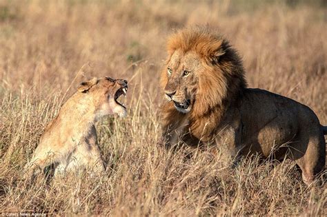 Kitty Got Claws Photographs Show Lioness Telling Off Sheepish Male After Mating Session