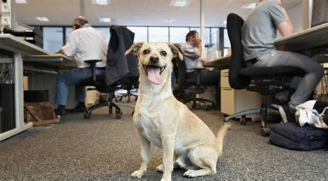 Experiment Ein Hund im Büro Arbeit geht mit einem breiten Lächeln