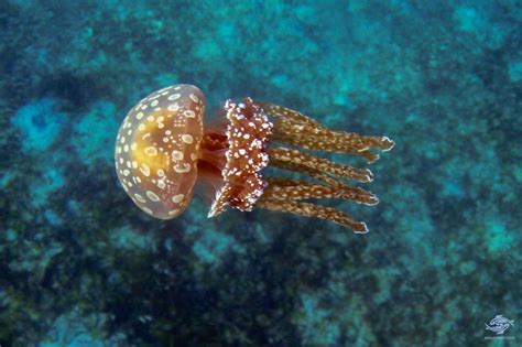 Sea Jellies Or Jellyfish Which Is Correct Seaunseen