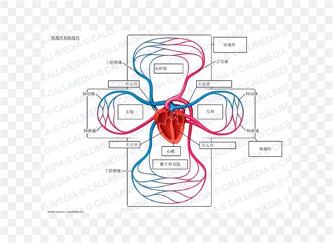 Pulmonary Circuit Diagram Circuit Diagram