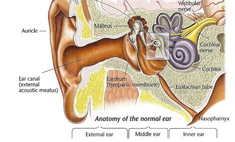 Eustachian Tube Ear Anatomy