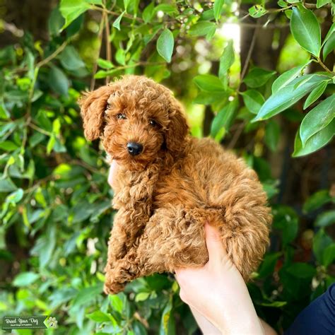 Pure Breed Stud Miniature Poodle Stud Dog In Colorado Springs Co