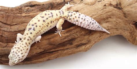 leopard gecko turning brown mypetcarejoy