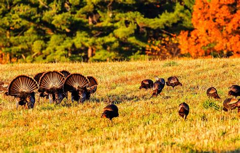 Fall Turkey Hunting On Public Land Realtree Camo