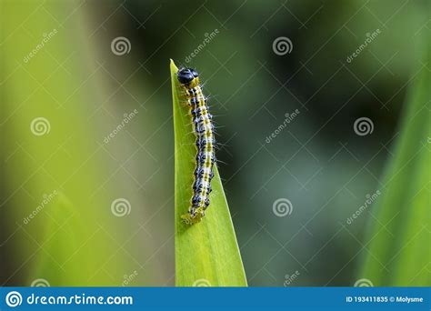 Box Tree Moth Caterpillar Cydalima Perspectalis Closeup Stock Image