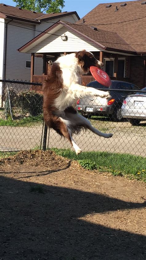 The Jumping Roxie Border Collie Days