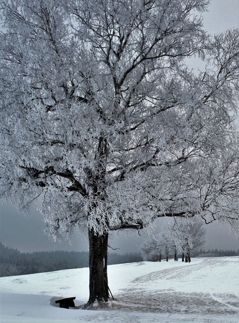 Raureif Foto And Bild Bäume Winter Schnee Bilder Auf Fotocommunity
