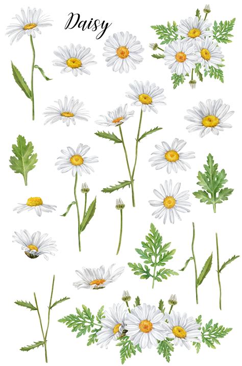 Watercolor Daisy Clipart Chamomile Spring Flowers Hand Etsy Canada