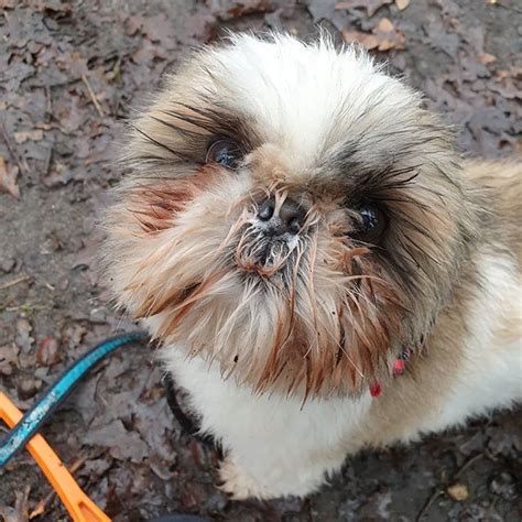 14 Cool Facts You Didnt Know About The Shih Tzu Petpress