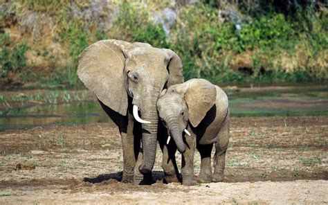 Elefante Cuánto Pesan Dónde Viven Qué Comen Tipos De Elefantes