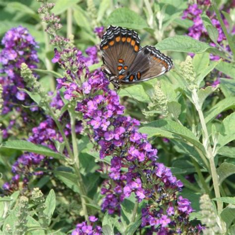 Buddleia Butterfly Bush ‘miss Violet Butterfly Bush Lincoln