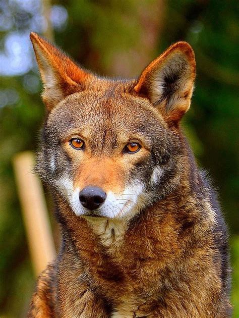 Why Is The Red Wolf Endangered In North America Holidaykiw