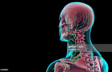 The Lymph Supply Of The Head And Neck High Res Vector Graphic Getty