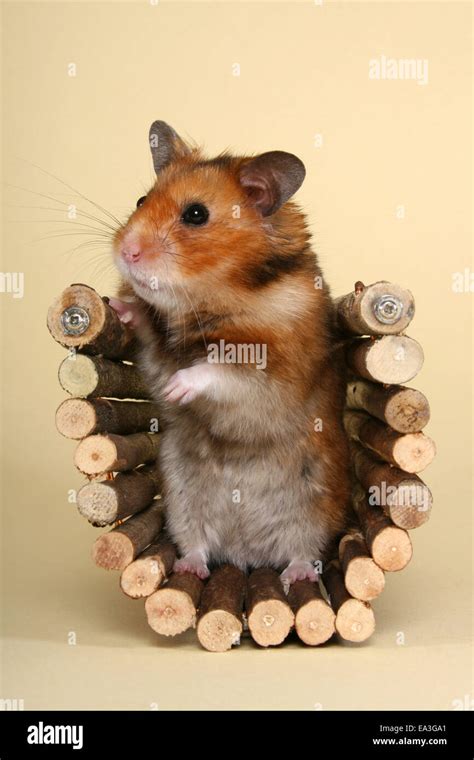 Standing Hamster Hi Res Stock Photography And Images Alamy