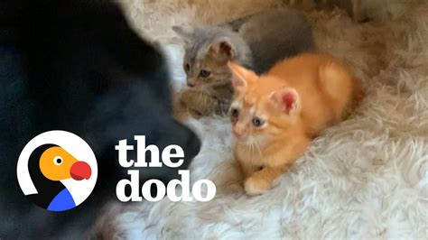 Sweet Dog Teaches The Other Pets How To Babysit The Foster Kittens