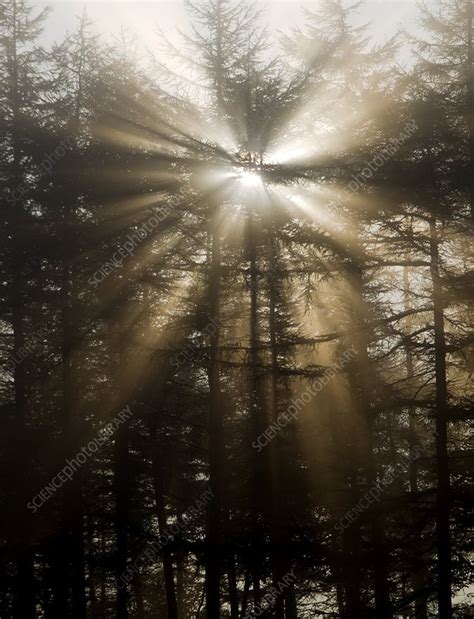 Sunlight Through Pine Trees Stock Image C0018136 Science Photo