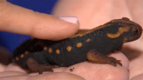 Emperor Newt