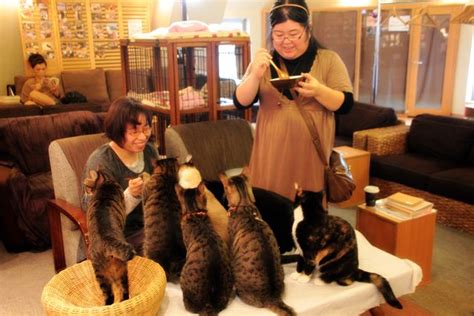 Hotel in shibuya ward, tokyo. A cat café JAPAN http://www.travelocafe.com/2013/01/japan ...