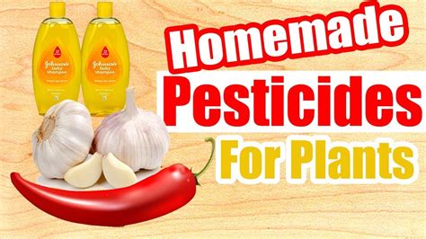 Natural Pest Control Homemade Pesticides For Healthy Plants Youtube