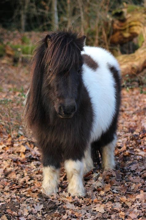 Shetland Pony Photo Notebook Etsy Uk Pony Breeds Horses Baby Horses