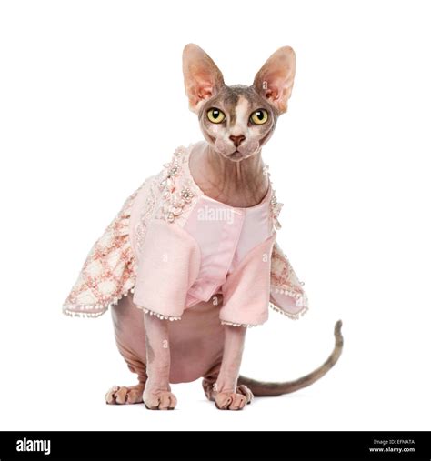 Sphynx Dressed 1 Year Old Against White Background Stock Photo Alamy