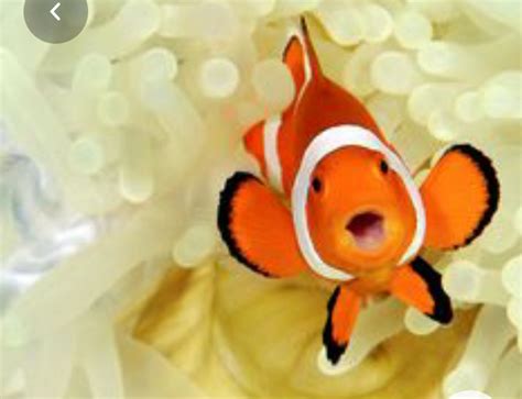 Happy Goldfish Blank Template Imgflip