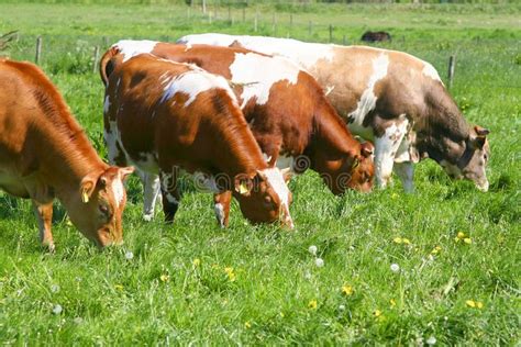 Cows Eating Grass Four Cows In A Field Eating Grass Sponsored