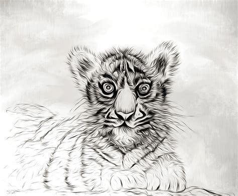 White Tiger Cub Drawing By Abstract Angel Artist Stephen K Fine Art