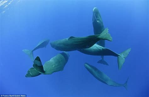 This Is How Sperm Whales Sleep Rare Photos Captured By Franco Banfi
