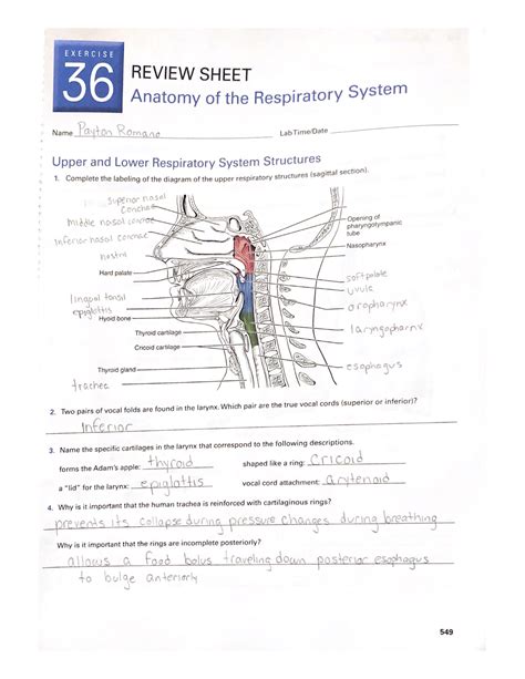 Anatomy Of The Respiratory System Exercise Review Sheet Bio
