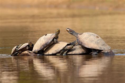Yellow Spotted Amazon River Turtles On Tree Photograph By Aivar Mikko