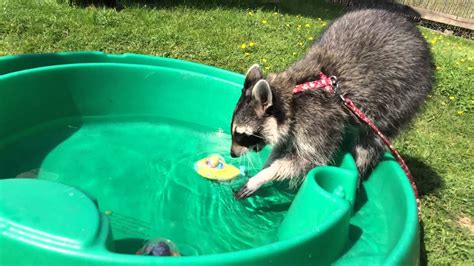 Melanie Raccoon Playing And Eating In Water Part 2 Youtube