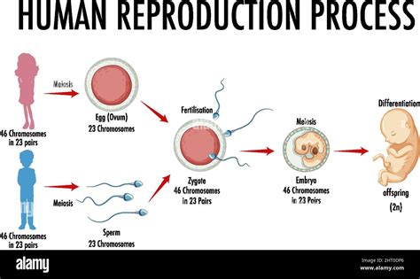 diagram showing human reproduction process illustration stock vector image and art alamy