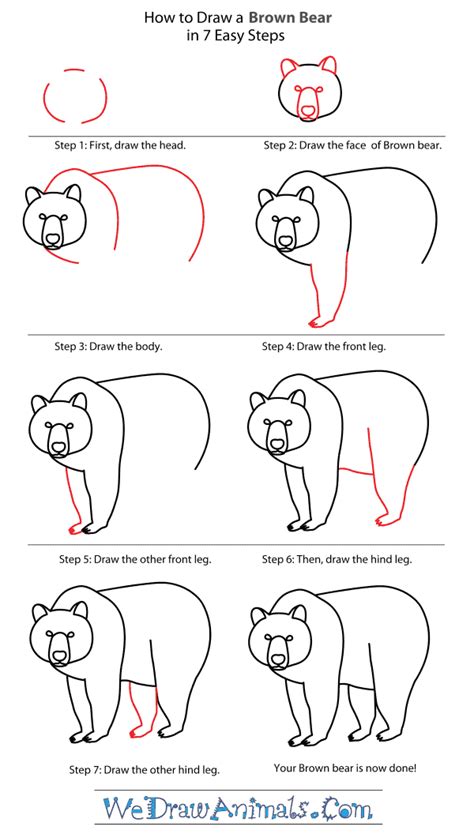How To Draw A Brown Bear