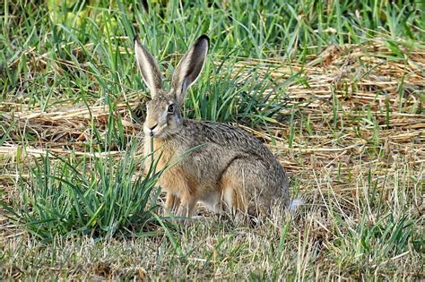 Why Do Rabbits Dig Holes Heres The Real Reason Behind It