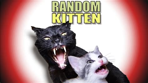 Talking Kitty Cat 43 Random Kitten Youtube
