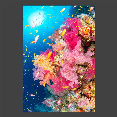 Rainbow Reef Vertical Wall Art Gug Underwater