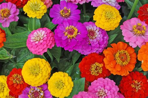 All Summer Blooming Flowers Plants Bulbs Seeds