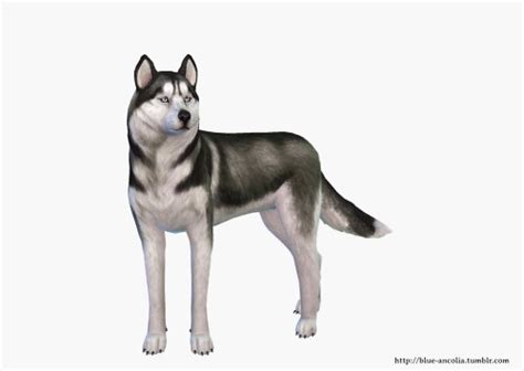 Siberian Husky Makeover At Blue Ancolia Sims 4 Updates