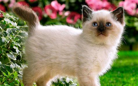 Cute Fluffy Siamese Kittens