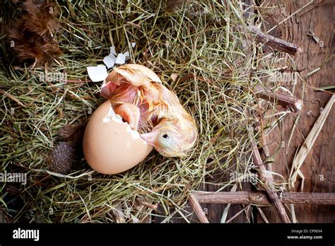 Chick Hatching Egg Hi Res Stock Photography And Images Alamy